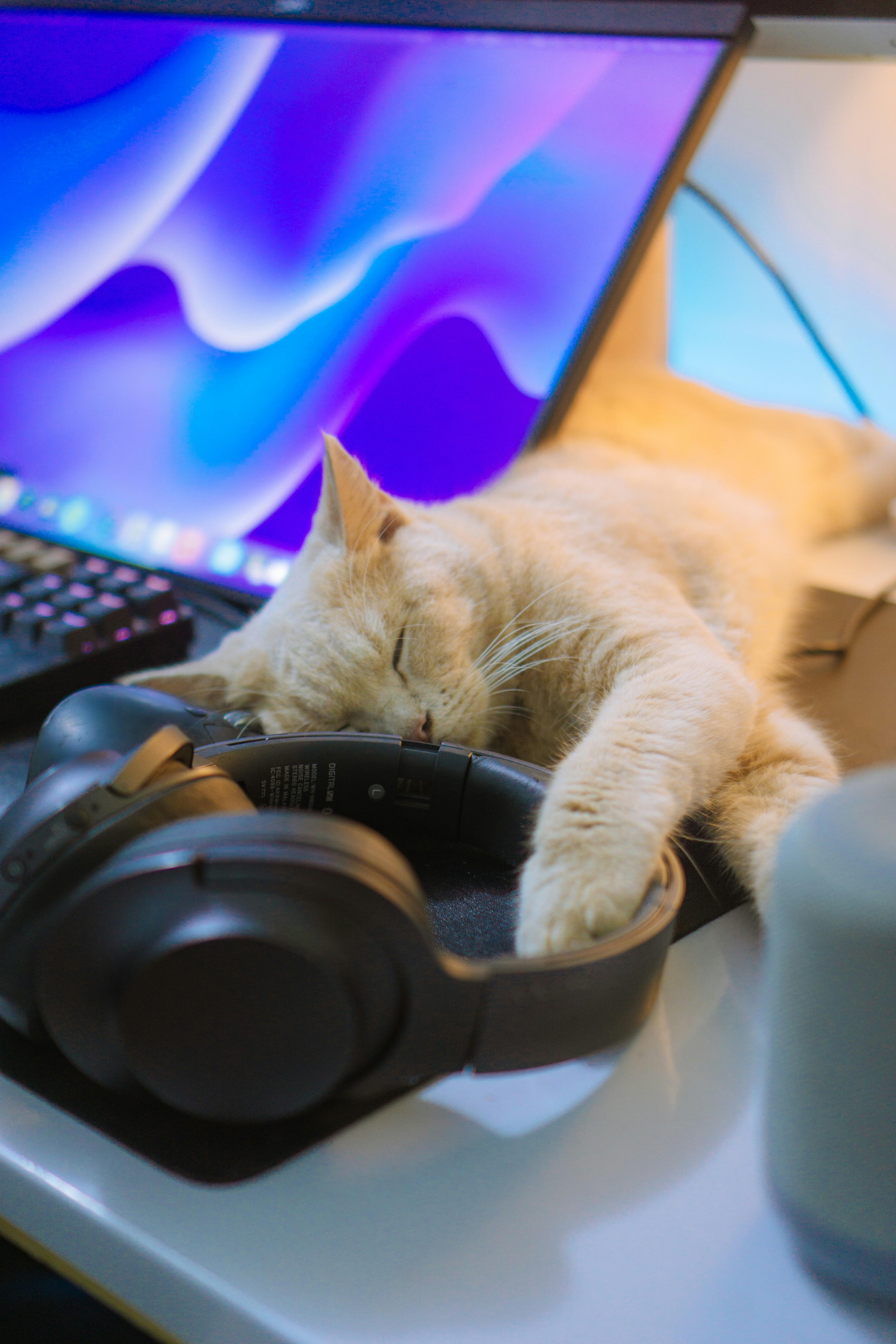 Light orange cat sleeping with its paw resting on black over-ear headphones in front of a laptop displaying a purple and blue screen.